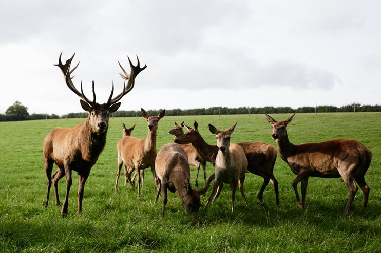 National Wildlife Day 2021 - Main Image