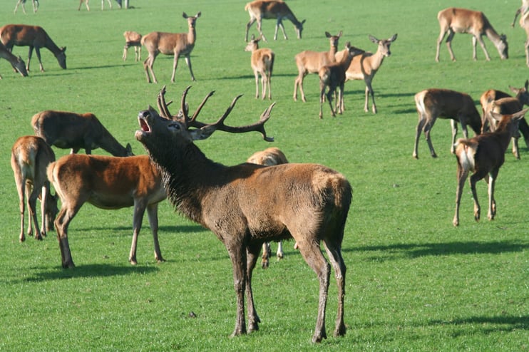 It's time for rutting season! - Main Image