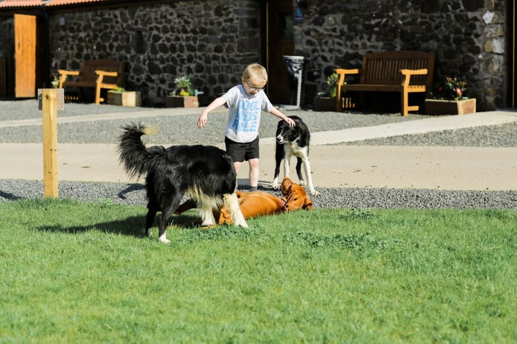 Dog Friendly Camping - Main Image