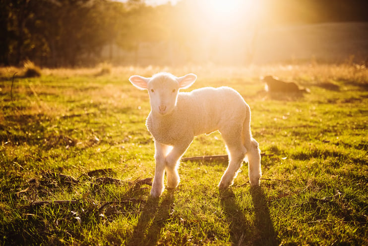 Take part in a Lambing Experience with Wigwam® Holidays - Main Image