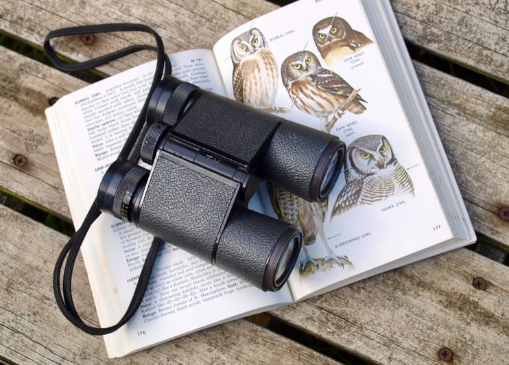 A Beginner’s Guide to Birdwatching - Main Image