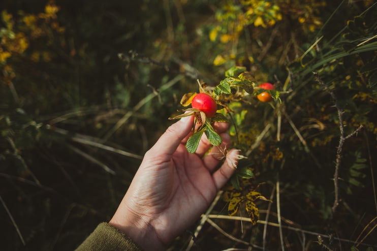 Your Guide To Fall Foraging In The UK - Main Image